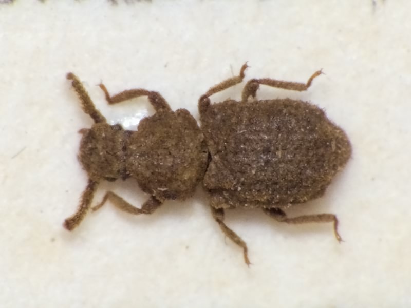 Nosodomodes tauricus (Germar, 1831)